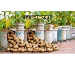 学会了这个种植土豆的方法，以后再也不用去超市买土豆了