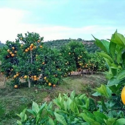 正宗赣南脐橙10斤装箱大果赣州产地直发新鲜橙子当季现摘水果批发图3