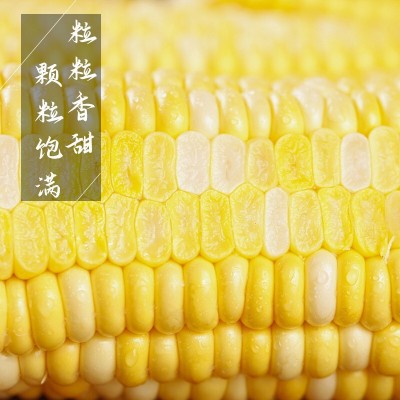 一件代发云南水果玉米10斤新鲜当季蔬菜生吃甜糯玉米棒子 粘苞谷米图3