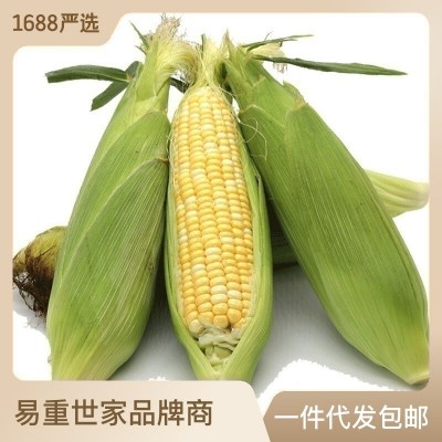 一件代发云南水果玉米10斤新鲜当季蔬菜生吃甜糯玉米棒子 粘苞谷米