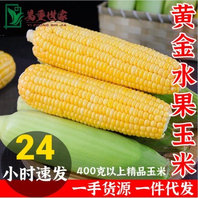 一件代发云南水果玉米10斤新鲜当季蔬菜生吃甜糯玉米棒子 粘苞谷米图2