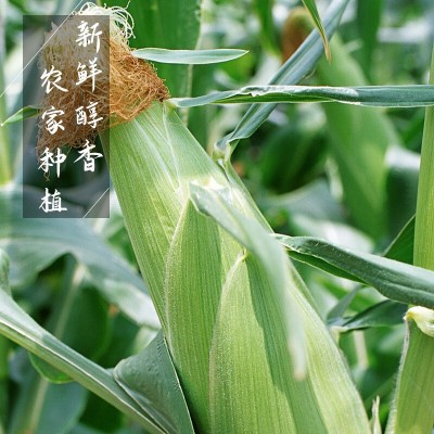 一件代发云南水果玉米10斤新鲜当季蔬菜生吃甜糯玉米棒子 粘苞谷米图4