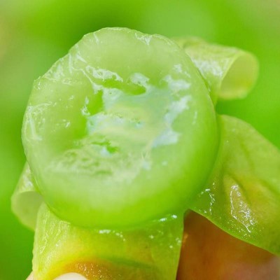 【顺丰包邮】阳光玫瑰晴王葡萄香印青提提子新鲜应季水果整箱4斤图2