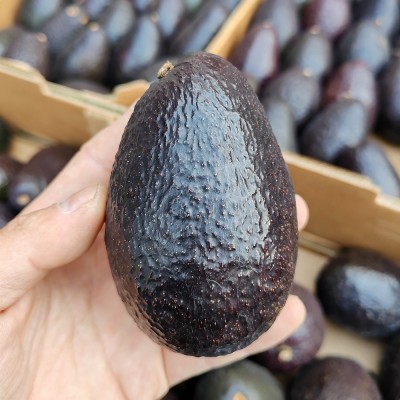 批发进口牛油果生果即食熟果智利墨西哥秘鲁整箱催熟果批发图5