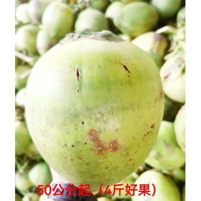 海南带皮椰青新鲜椰子4斤起孕妇水果补羊水厂家现摘现发免邮图4