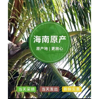 海南带皮椰青新鲜椰子4斤起孕妇水果补羊水厂家现摘现发免邮图5