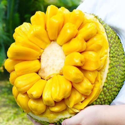 海南菠萝蜜果应季热带水果园直发果肉多饱满A级品质果红黄心包邮图2