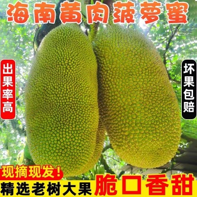 海南菠萝蜜果应季热带水果园直发果肉多饱满A级品质果红黄心包邮图1