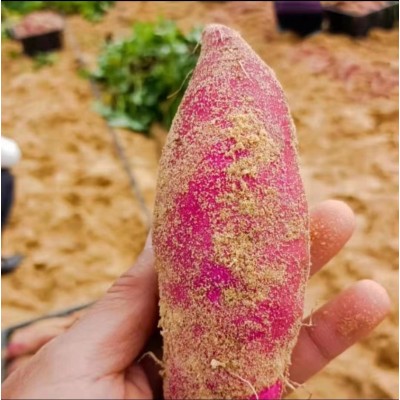 海南澄迈桥头地瓜 富硒沙土地源头采摘 代发特级果 口感好卖相好图3
