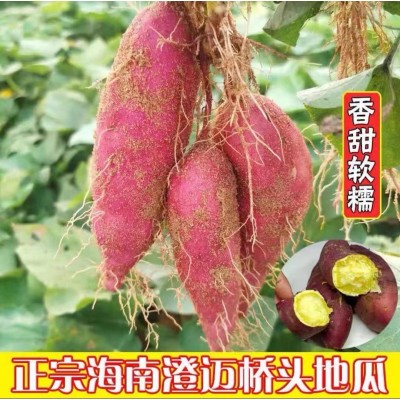 海南澄迈桥头地瓜 富硒沙土地源头采摘 代发特级果 口感好卖相好图1
