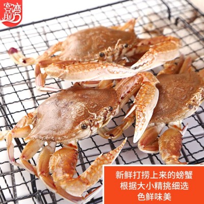扁蟹500g 东山岛海鲜鲜活冷冻螃蟹 大螃蟹水产批发顺丰发货