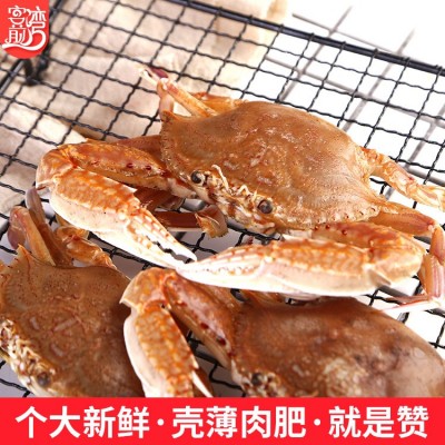扁蟹500g 东山岛海鲜鲜活冷冻螃蟹 大螃蟹水产批发顺丰发货图4