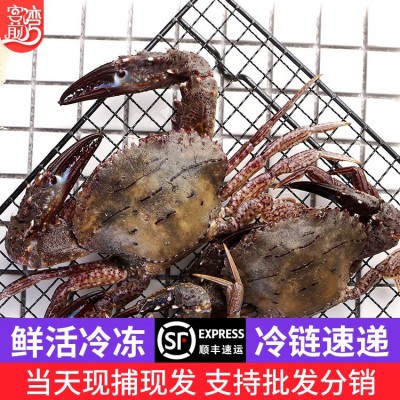冷冻螃蟹批发 东山海鲜海捕大螃蟹黑蟹500g 顺丰发货海鲜批发图2