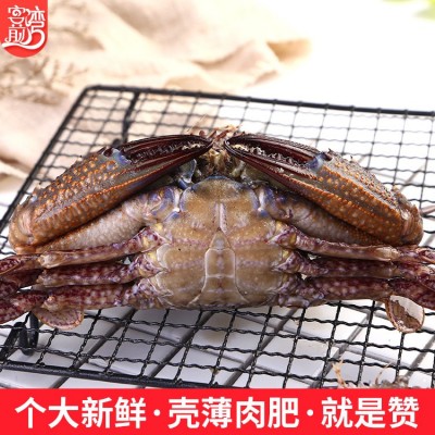冷冻螃蟹批发 东山海鲜海捕大螃蟹黑蟹500g 顺丰发货海鲜批发图3