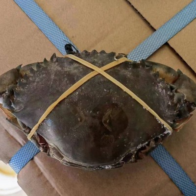 厂家现货供应尝鲜大青蟹 生腌蟹 酱青蟹 2两呛蟹原材料冷链顺丰包图2