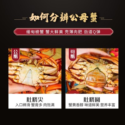 螃蟹肉蟹 缅甸蟹空运 孟加拉青蟹膏蟹 鲜活水产海鲜批发1.5两 2两图2
