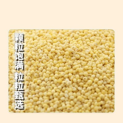 厂家供应东北农家新鲜黄糯米大黄米黏黄米粘黍子米粽子米杂粮500g图2