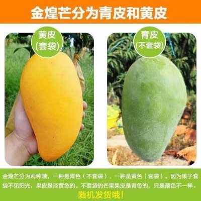 广西金煌芒果当季新鲜水果10斤水仙芒当季热带水果大青甜心芒整箱图2