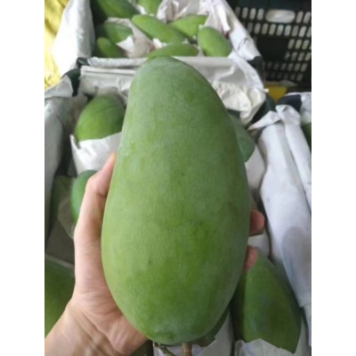 越南大青芒 新鲜水果 果大肉多 大芒果青皮芒果 大脸芒果肉厚香甜图5