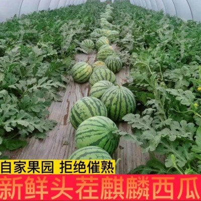 西瓜甜新鲜冰糖麒麟甘甜多汁当季皮薄无籽产地现摘包邮批发跨境图3