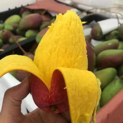 海南三亚贵妃芒果新鲜水果热带孕妇当季甜心芒核薄红金龙芒果图4