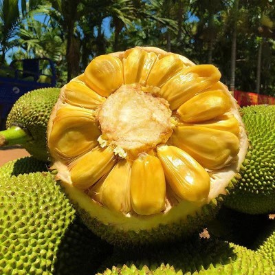 全年海南黄肉菠萝蜜 一整个海南种植 新鲜菠萝蜜 当季水果 木菠萝图4