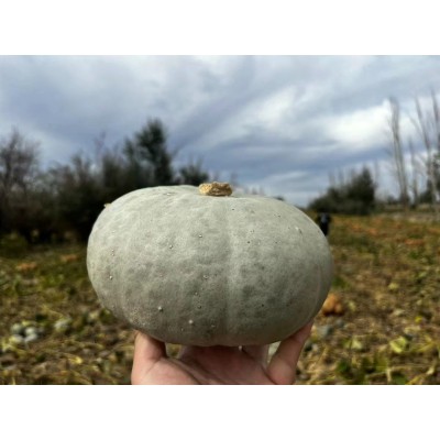 新疆沙漠金丝银栗南瓜 新鲜板栗味贝贝 现摘老南瓜宝宝辅食粉包邮图3