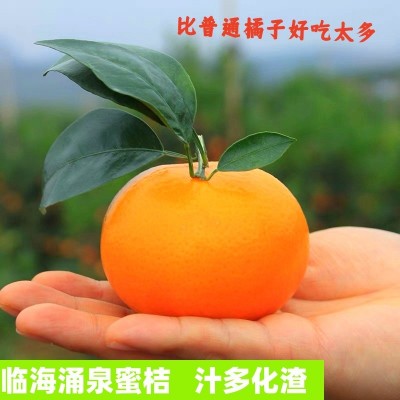 正宗临海涌泉蜜桔无核薄皮桔子当季新鲜蜜橘水果现摘现发图1