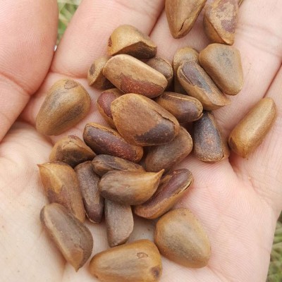 新原味东北伊春野生开口大红松子坚果休闲零食手剥新炒香脆现炒图2