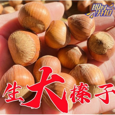大兴安岭野生榛子铁岭火榛子坚果 水漏生榛子坚果500克图1