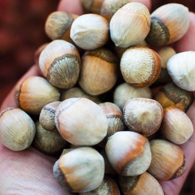 新货榛子东北野生榛子不开口虎皮榛果炒制 坚果干果图2