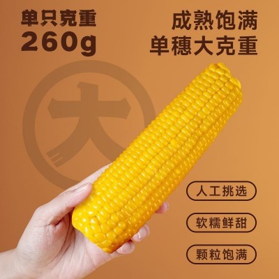 香糯玉米10支装东北真空包装黄糯玉棒早餐代餐即食粘玉米熟黏玉米图2