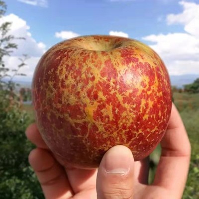 云南昭通丑苹果冰糖心苹果直发红富士新鲜水果平安夜苹果 整箱批发图1