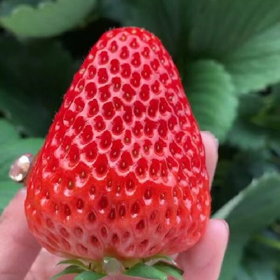 大凉山新鲜草莓鲜果 露天红颜奶油草莓包装大果当季水果孕 妇可食图2