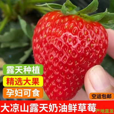 大凉山新鲜草莓鲜果 露天红颜奶油草莓包装大果当季水果孕 妇可食图1
