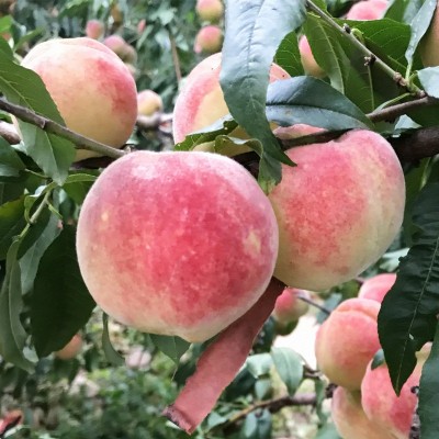 正宗云南大理冬桃脆甜桃子新鲜水果当季现摘毛桃雪桃大果五斤包邮图3