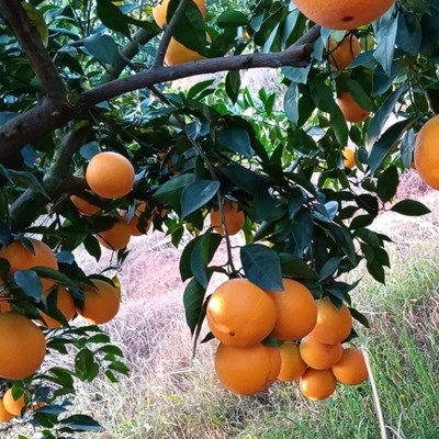 平远脐橙孕妇新鲜水果现摘当季整箱10斤大果甜橙子现货客家特产图2