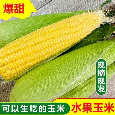 闪电发货水果玉米0斤新鲜现摘甜玉米棒生吃牛奶爆浆玉米2斤图3