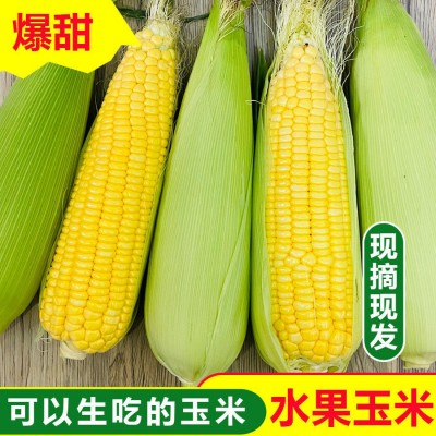 闪电发货水果玉米0斤新鲜现摘甜玉米棒生吃牛奶爆浆玉米2斤图4