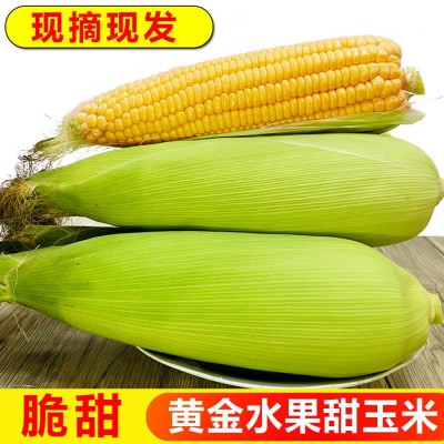 闪电发货水果玉米0斤新鲜现摘甜玉米棒生吃牛奶爆浆玉米2斤图2