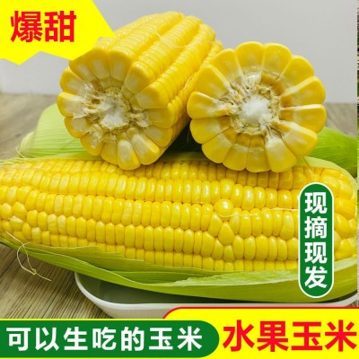闪电发货水果玉米0斤新鲜现摘甜玉米棒生吃牛奶爆浆玉米2斤图1
