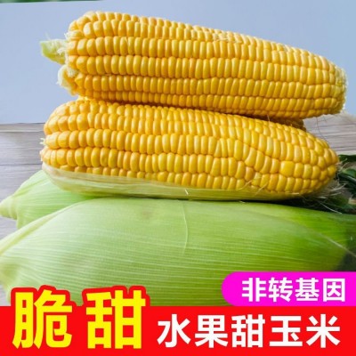 闪电发货水果玉米0斤新鲜现摘甜玉米棒生吃牛奶爆浆玉米2斤图5