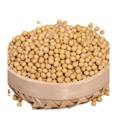 新芽黄豆批发豆芽黄豆 农家自用黄豆小粒 小金黄大豆芽批发图3
