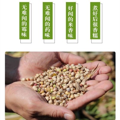 新货福建薏仁米宁化糯薏米农家新鲜薏米仁小薏仁米仁薏苡仁5 00g图3