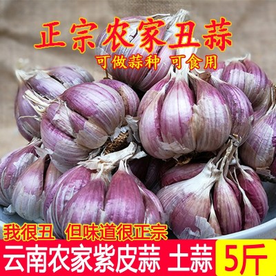 云南紫皮大蒜种子干蒜农家新鲜干蒜大蒜头土蒜香蒜红蒜5斤包邮