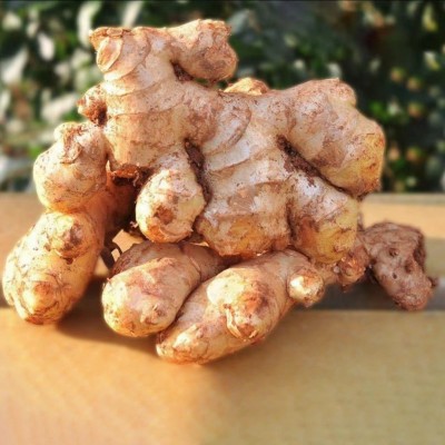 云南小黄姜老姜生姜月子新鲜蔬菜现挖高山生姜月子姜老姜土姜批发图2