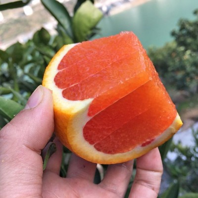 现货现摘中华红血橙批发新鲜水果红肉红心橙当季应季甜橙一件代发图3