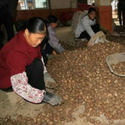 山那边农庄自家种植广西荔浦新鲜大马蹄 鲜甜多汁荸荠一件代发图4
