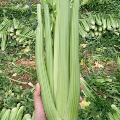 榨汁西芹新鲜去叶采摘农家自种嫩心青菜香芹5斤加冰中通快递图2