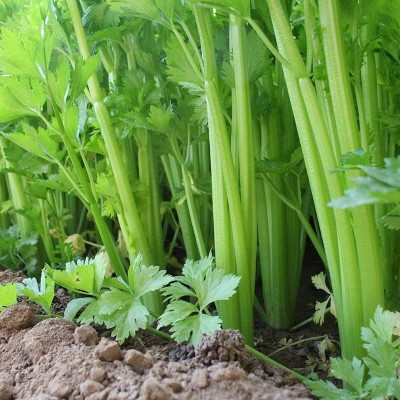 榨汁西芹新鲜去叶采摘农家自种嫩心青菜香芹5斤加冰中通快递图3